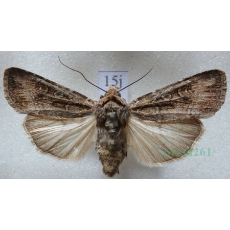 Euxoa tritici (Linnaeus, 1761) Rolnica pszenicówka Czech15j